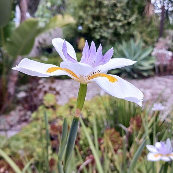 JAPANESE IRIS 10 SEEDS Dietes Iriodiodes Fortnight Lily Evergreen Grass Drought - Picture 3 of 13